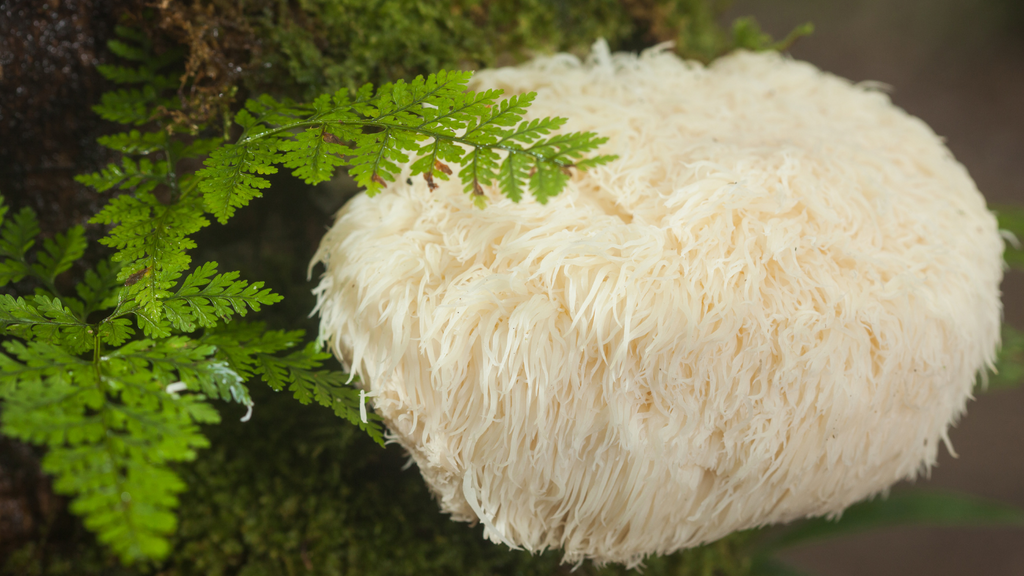 Why You Need The Fruiting Bodies Of Functional Mushroom