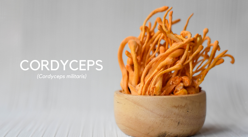 Your 2-Minute Guide to Cordyceps Mushrooms