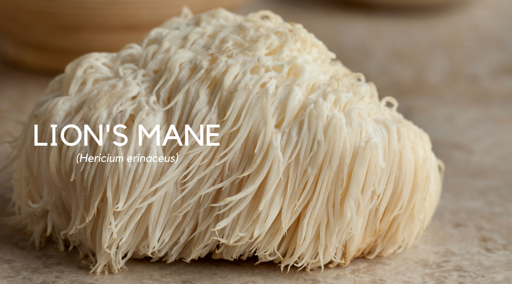 Your 2-Minute Guide to Lion's Mane Mushrooms