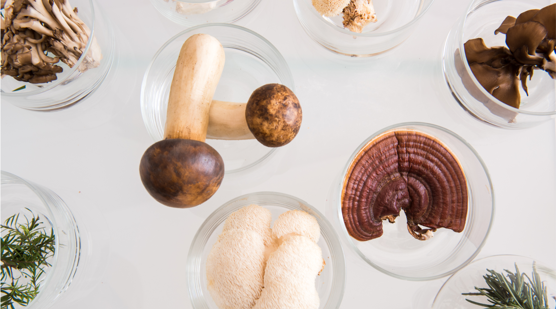 Medicinal Mushrooms: The Future of Wellness?